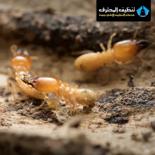 مميزات شركة مكافحة النمل الأبيض في الرياض