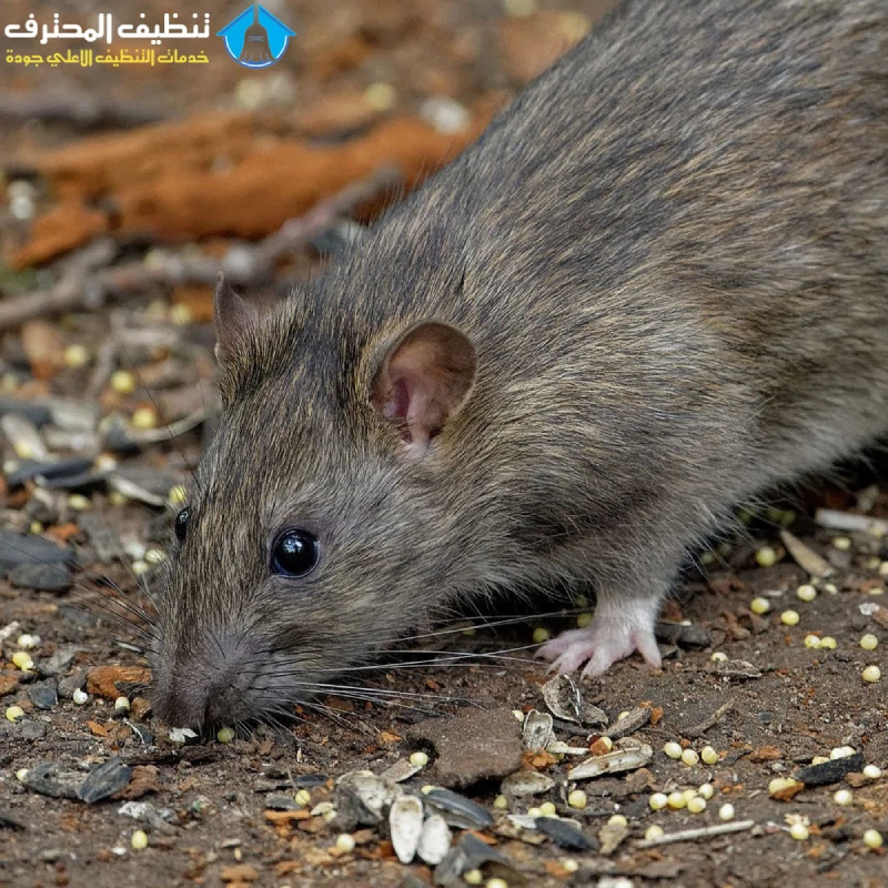 مكافحة الفئران والقوارض جنوب الرياض